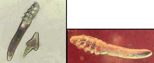 顯微鏡下的專性寄生蟲