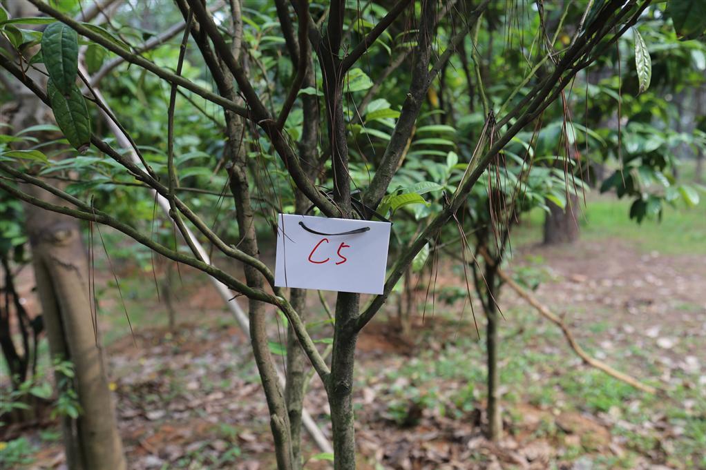 金花茶優樹FS005 金花茶優樹FS005