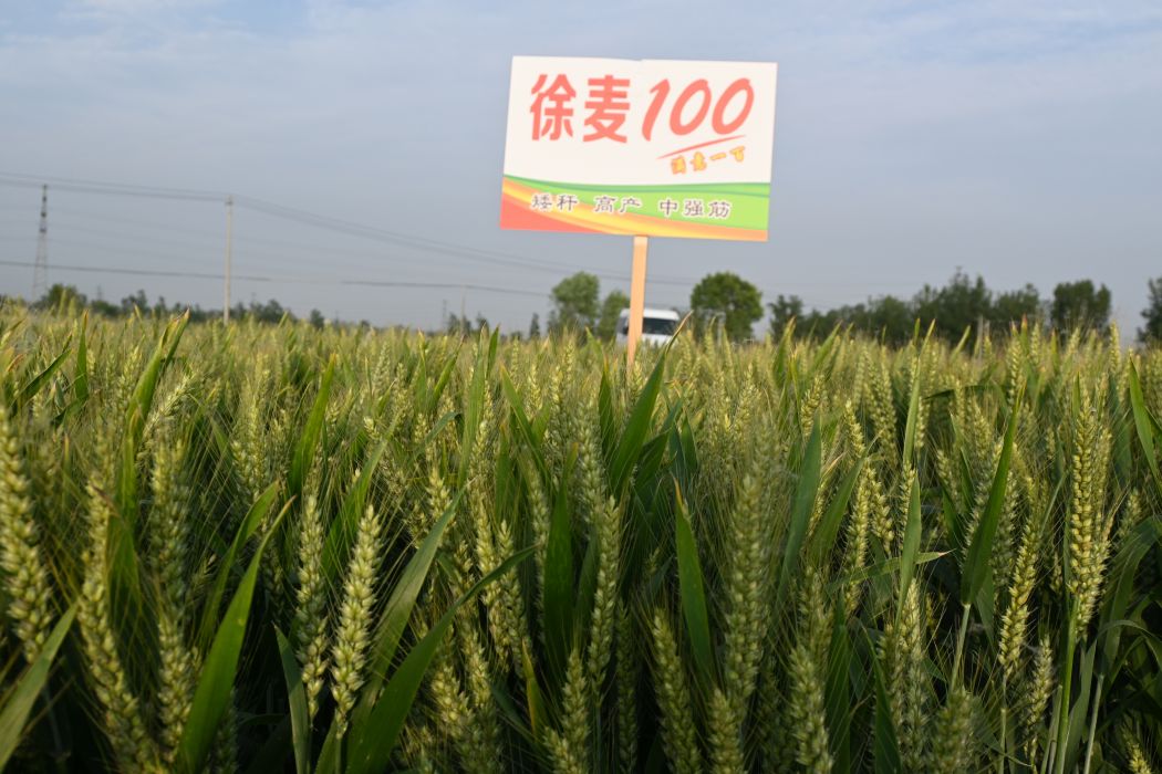 徐麥100 徐麥100