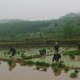 石圭鎮 石圭鎮