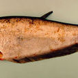 弓背魚屬 弓背魚屬
