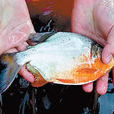 食人鯧魚 食人鯧魚