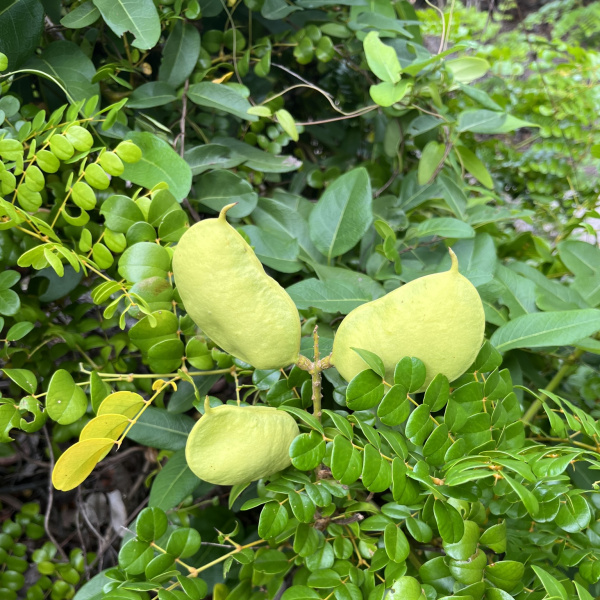 Guilandina culebrae