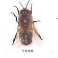 河南中蜂 河南中蜂