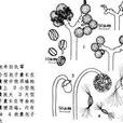 笄霉科 笄霉科