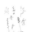 小巧玉鳳花 小巧玉鳳花