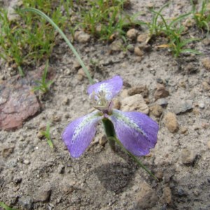 Mastigostyla hoppii