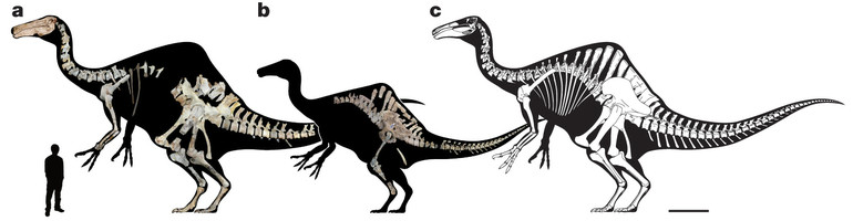 恐手龍化石骨骼圖