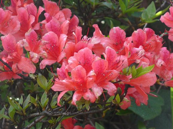 野杜鵑 野杜鵑
