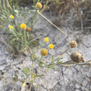 Hymenoxys cabrerae