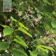 帘子藤(植物) 帘子藤(植物)