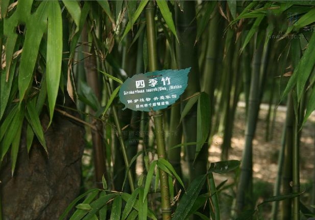 黃山庫-四季竹