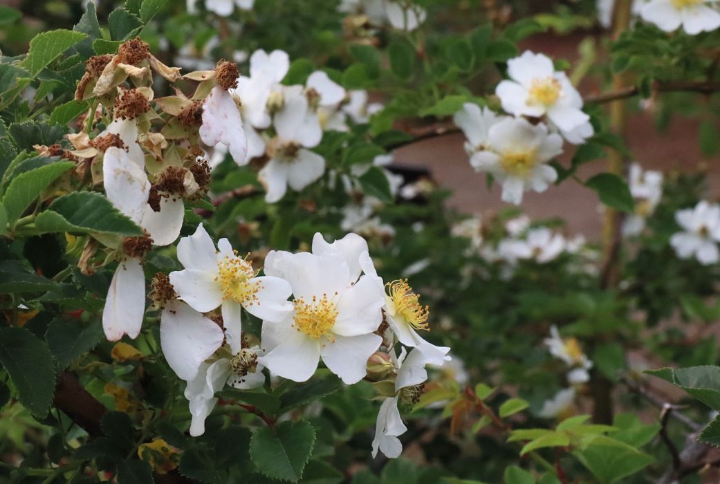 富士山薔薇 富士山薔薇