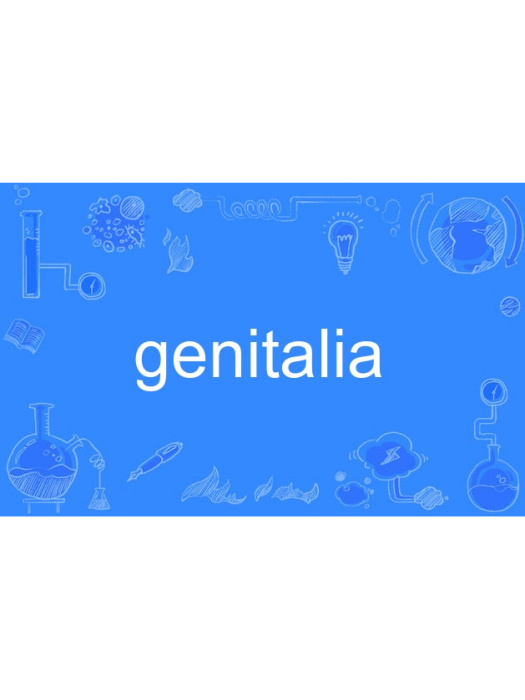 genitalia genitalia