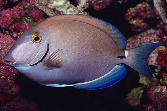 月尾刺尾魚 月尾刺尾魚