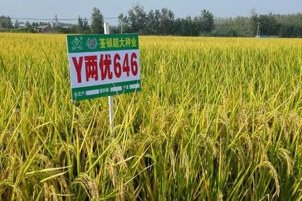 Y兩優646 Y兩優646