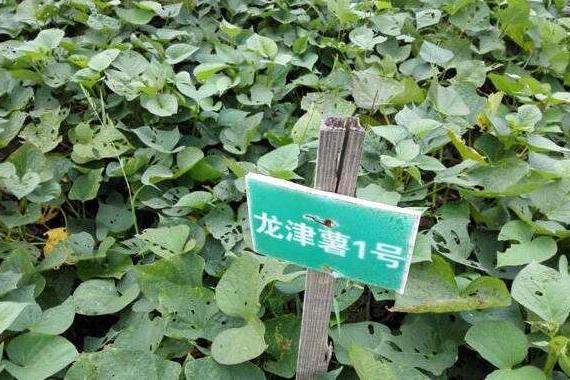 龍津薯1號 龍津薯1號