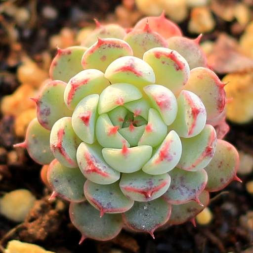 老版小紅衣 老版小紅衣