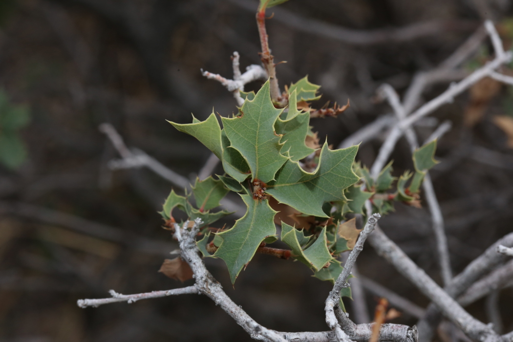 Quercus hinckleyi