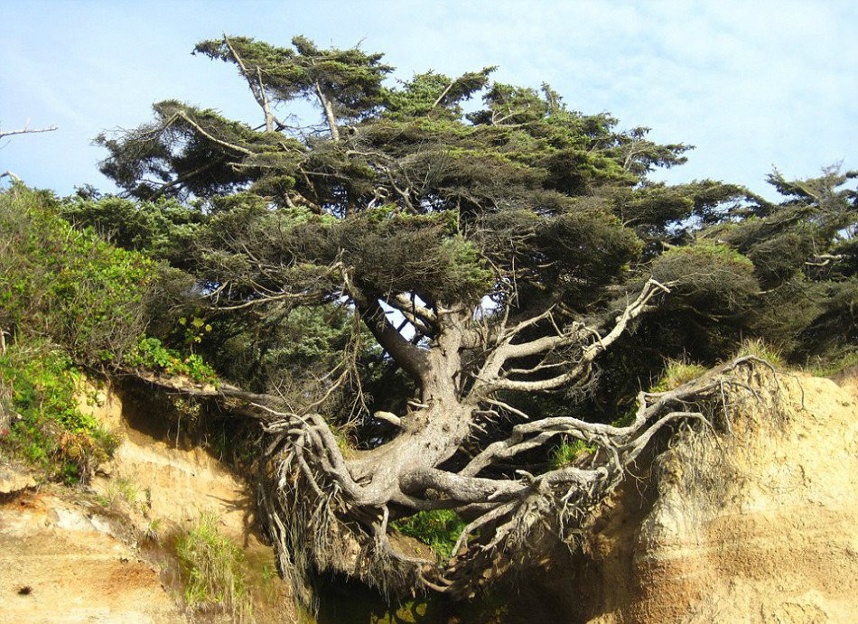 生命之樹(美國華盛頓的奧林匹克國家公園樹木)