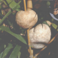 竹菌 竹菌