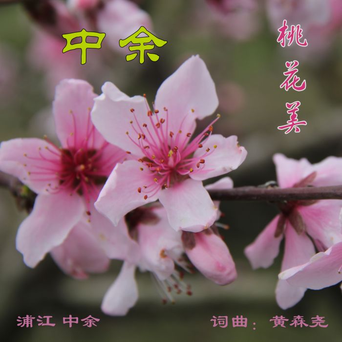 桃花美 桃花美