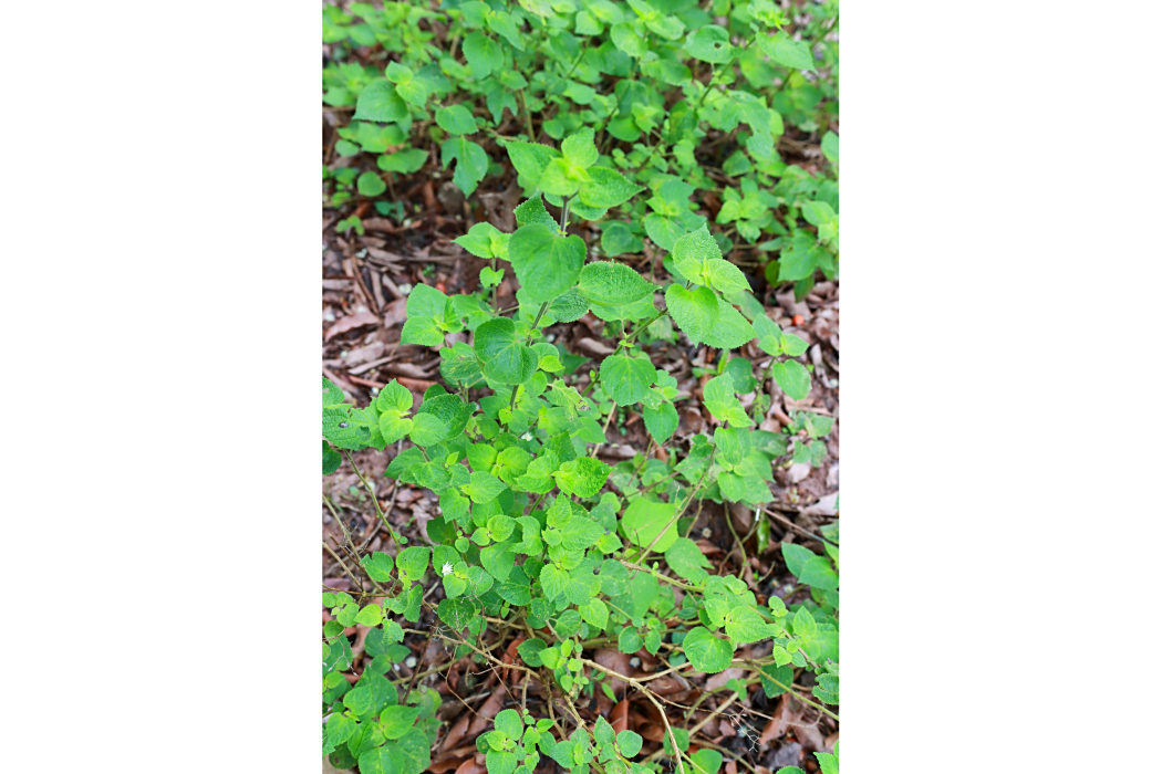冠唇花(唇形科冠唇花屬植物) 冠唇花(唇形科冠唇花屬植物)