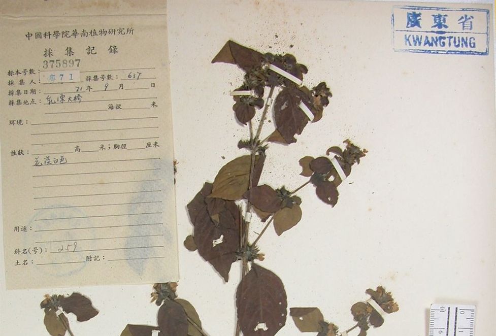 杜根藤(爵床科爵床屬植物) 杜根藤(爵床科爵床屬植物)
