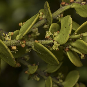 Antidaphne punctulata