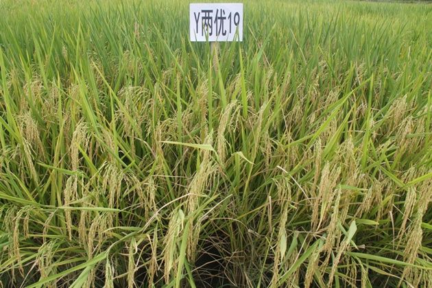 Y兩優19(秈型兩系雜交水稻品種)