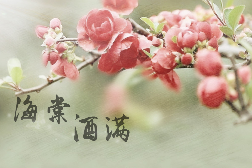 海棠酒滿 海棠酒滿