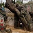 龍頭榆 龍頭榆