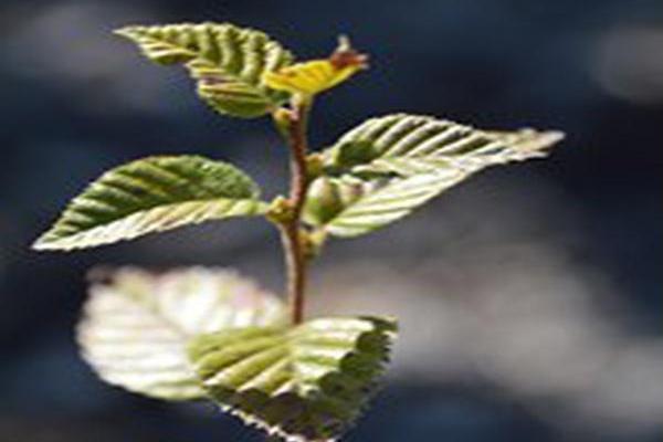 Betula utilis Betula utilis