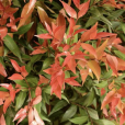紅枝蒲桃(紅車) 紅枝蒲桃(紅車)