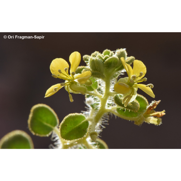 Cleome chrysantha