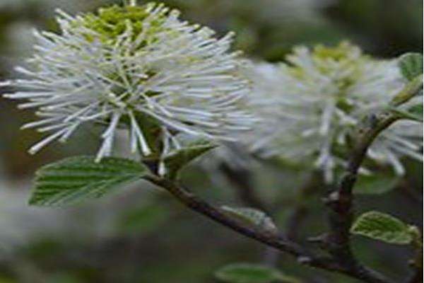 Fothergilla × intermedia \x27Blue Shadow\x27