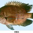 密鰓魚 密鰓魚