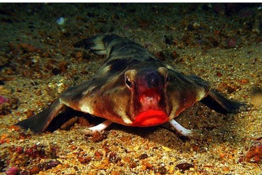 矮蝙蝠魚 矮蝙蝠魚