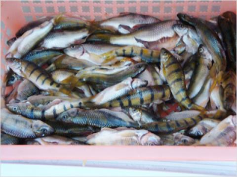 石斑魚網箱養殖