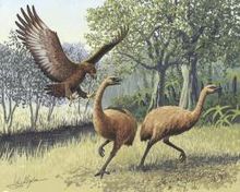 哈斯特鷹攻擊恐鳥的想像圖