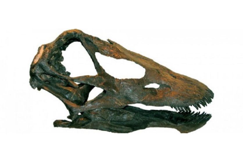 Galeamopus pabsti Galeamopus pabsti