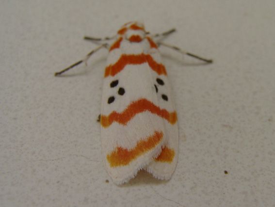 蜀土苔蛾 蜀土苔蛾