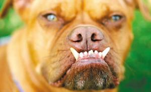 世界最醜犬大賽(世界最醜犬)