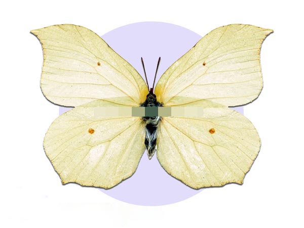 鉤粉蝶（雌）