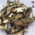 豬茯苓 豬茯苓