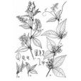 頭序歪頭菜 頭序歪頭菜