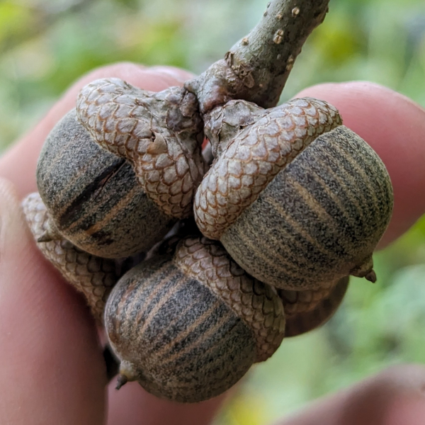 Quercus palustris