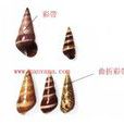 彩帶鐘螺 彩帶鐘螺