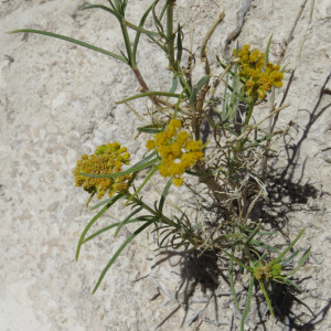 Flaveria palmeri
