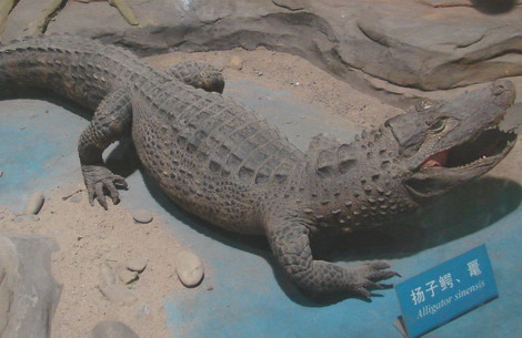 重慶自然博物館